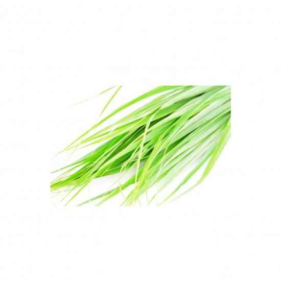 Citronela Mç - OSM