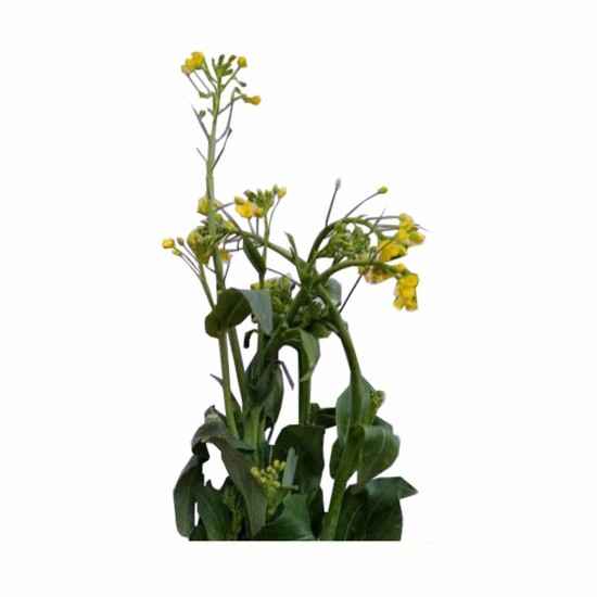 Flor de Mostarda Orgânica Mç - OSM