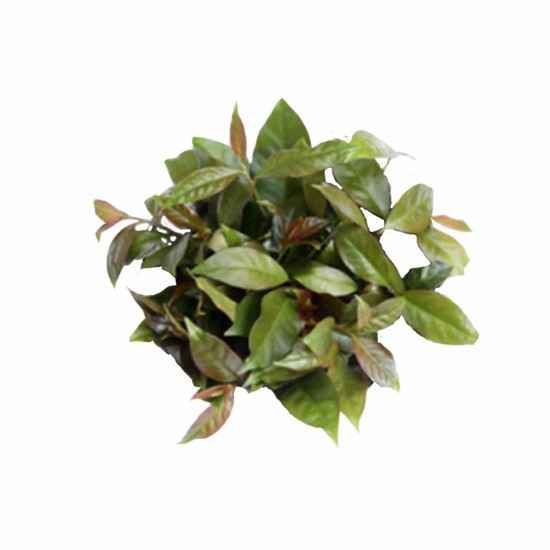Ora Pro Nobis Orgânico 100g - OSM